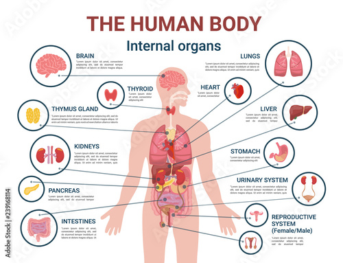 Fotografía Human Body Internal Organs and Parts Info Poster