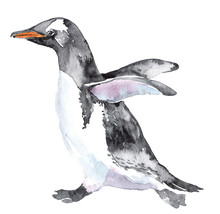 Watercolor Clipart With Penguin Isolated On White Background. Hand Drawn Illustration