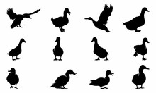 Set Of Duck Silhouette Collection Vector Illustration - Vector