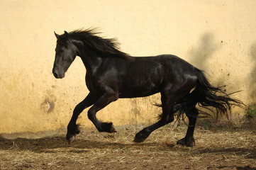 black horse running