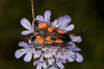 zygene sp. sur fleur violette