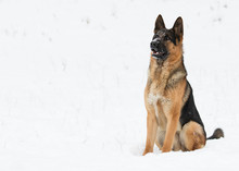 German Shepherd Dog In Winter