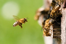 Biene Im Anflug