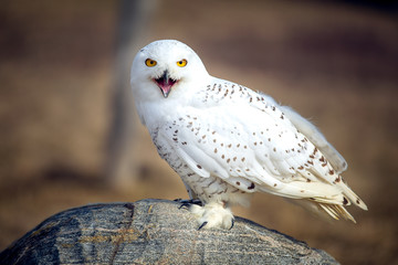 Fototapete - Snowy owl Closeup