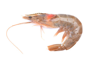 Canvas Print - Shrimps on a white background