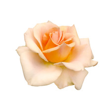 Yellow Rose Flower Top View Isolated On White Background, Clipping Path Included