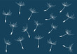 Pattern of white dandelion seeds by jziprian