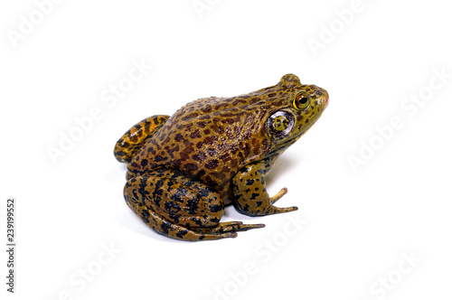 65 Best ウシガエル Images Stock Photos Vectors Adobe Stock 65 Best ウシガエル Images Stock Photos Vectors Adobe Stock