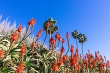 Orange Aloe Vera Plants And Palm Trees On Blue Sky Background 