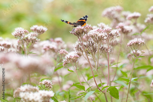 Fototapeta na szkło piękny motyl siedzi na różowych kwiatach eupatorium w letnim parku lub ogrodzie