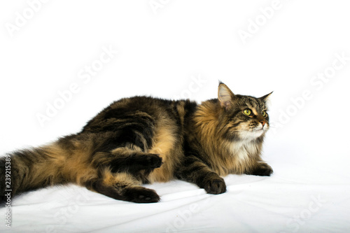 Chat Maine Coon Croise Femelle Stock Photo Adobe Stock