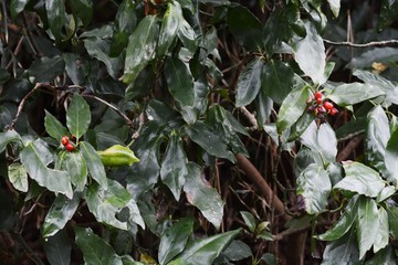 Wall Mural - Aucuba japonica berries