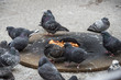 Pigeon campfire