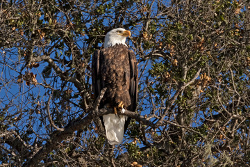 Wall Mural - Bald eagle on tree perch