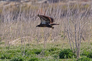 Wall Mural - Bird juvenile bald eagle flying along California lake shore