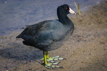 Black duck with green legs