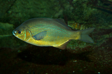 Wall Mural - Striped surfperch or striped seaperch (Embiotoca lateralis).