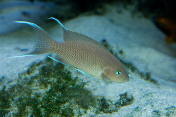 Princess of Burundi (Neolamprologus marunguensis),cichlid endemic to Lake Tanganyika.