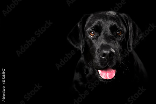 Black Labrador studio portrait on black and white background Tableau sur Toile