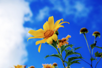 Bua tong flower at blue sky.