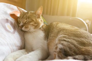 Canvas Print - tabby fat cat