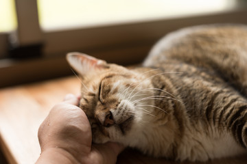 Wall Mural - touch the tabby cat