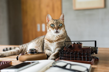 Wall Mural - cat stay on table