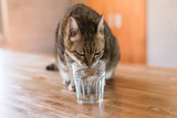 Fototapeta Koty - cat drink water