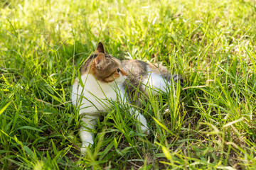 Poster - kitty on the grassland