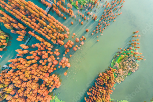 Fotomural Colorful autumn forest in wetland park,aerial view