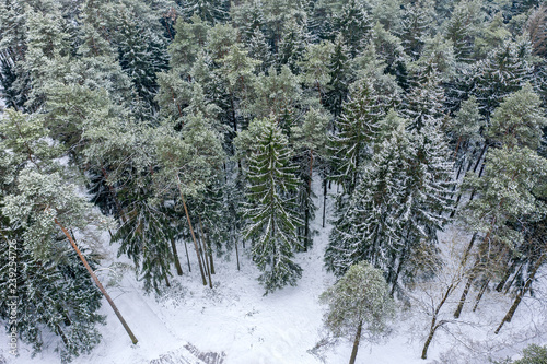 Plakat zimowy las z góry. sosny i jodły w śniegu w zimie
