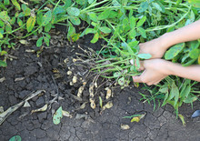 Close-up Farmer Hands Harvest Peanut On Agriculture Plantation. Fresh Peanuts Plants With Roots.
