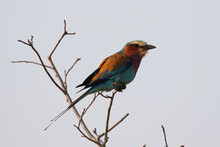 The Lilac-breasted Roller, One Of The Most Common Birds In The Kruger National Park, South Africa