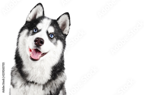Fotografía Portrait of a blue eyed beautiful smiling Siberian Husky dog with tongue stickin
