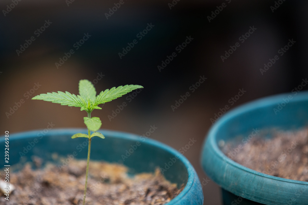 Small Cannabis Plants Growing Inside a Flowerpot in the Garden Weed Grow  Marijuana Indica Sativa Stock Photo | Adobe Stock