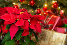 Red Poinsettia (Euphorbia Pulcherrima), Christmas Star Flower. Festive Red And Golden Holiday Background With Christmas Tree And Presents.