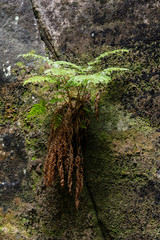 Wall Mural - A green fern growing on a rock.