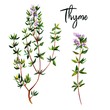 © nurofina - Thyme branches with flowers, watercolour illustration