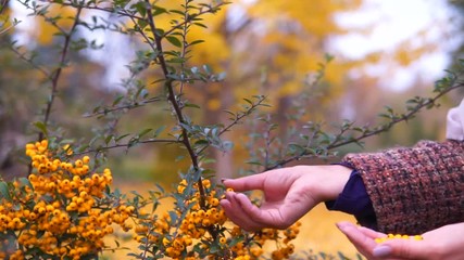 Wall Mural - Wman touching ripe yellow hawthorn on a branch and leaves