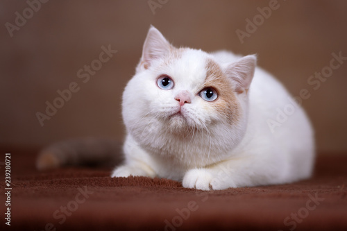 Britisch Kurzhaar Katze Kitten Mit Blauen Augen Blue Eyes