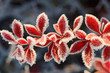 Frosty barberry leaves on a cold winter morning
