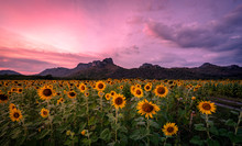 Sunflower Field In Evening Time With Sunset