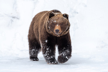 Wall Mural - big brown bear in winter forest