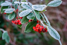 Decorative Garden Shrub And Autumn-winter Concept: Frosted Twig With Red Ripe Fruits Pyracantha Coccinea.