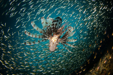 Lionfish hunting in fish school 