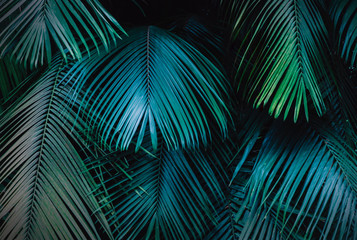 Tropical Background of palm tree leaves with a blue hue 