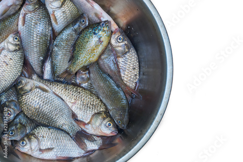 Fotografía Freshly caught river fish. Crucians and sun perch. Good catch.
