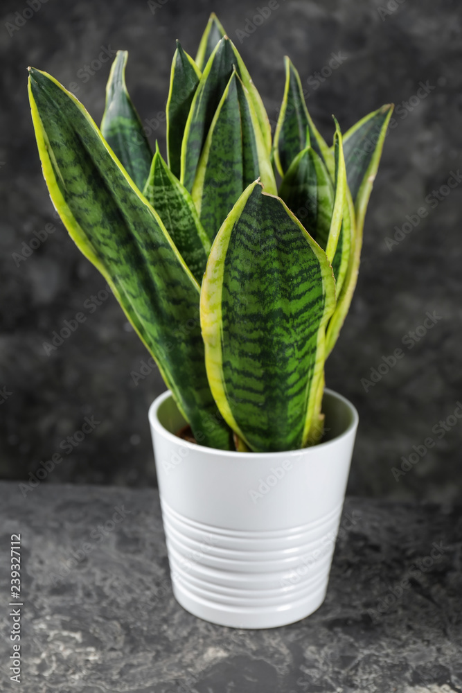Decorative sansevieria plant on grey table
