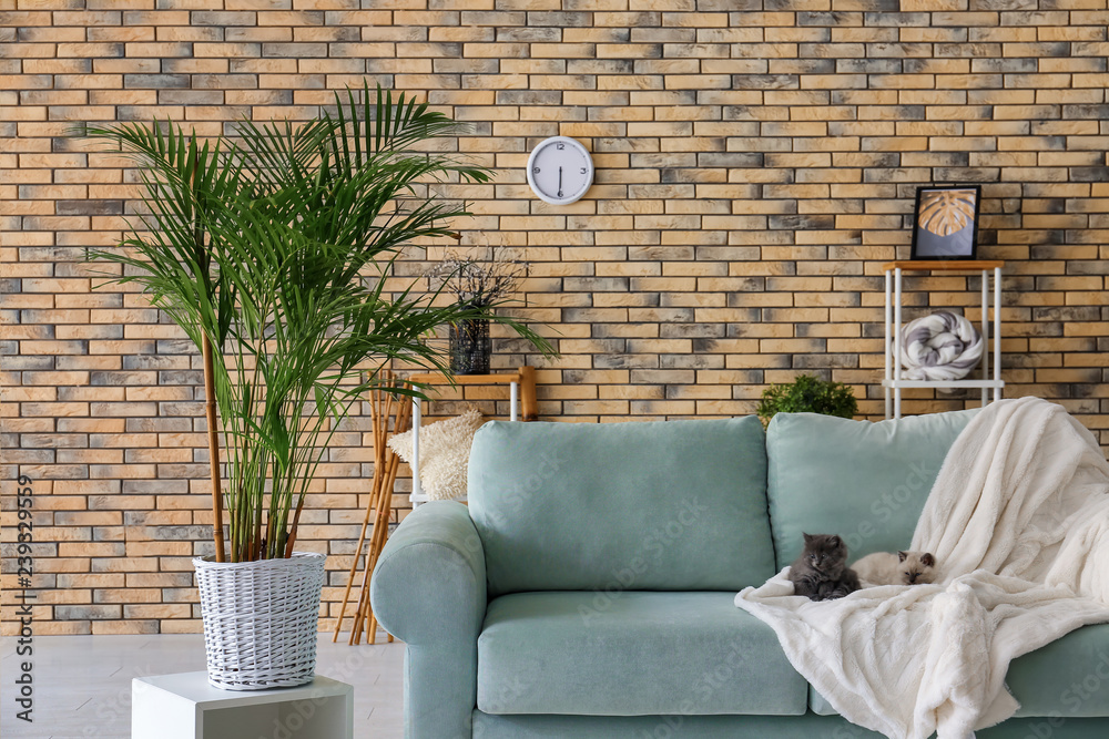 Interior of room with comfortable sofa on which cute little kittens are resting