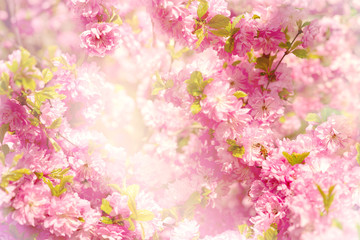 Wall Mural - Sakura flowers in soft light. Delicate flowers of Japanese cherry in the spring season. Bee among sakura flowers.